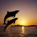 dolphins sunset