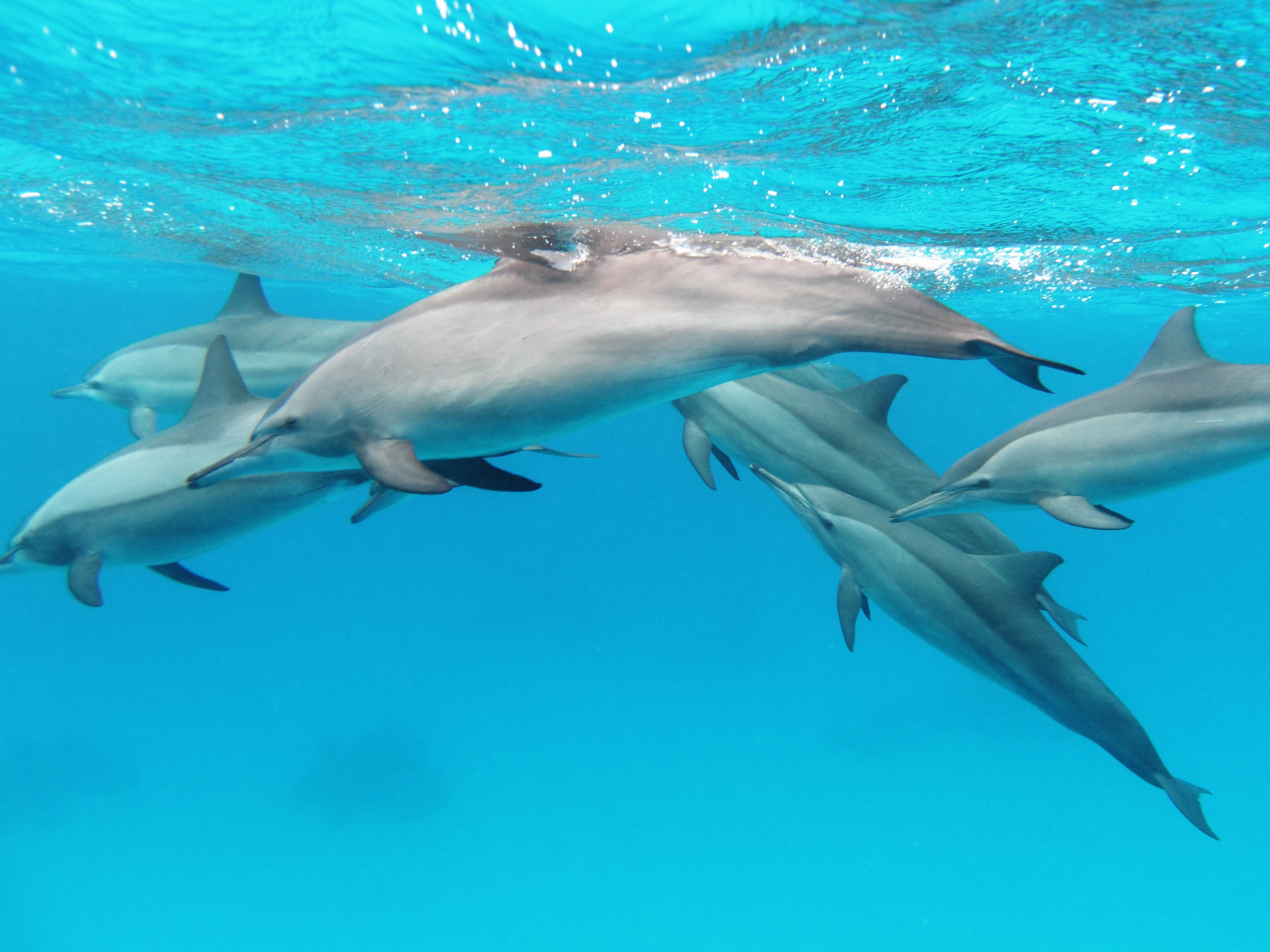 A Pod of Dolphins